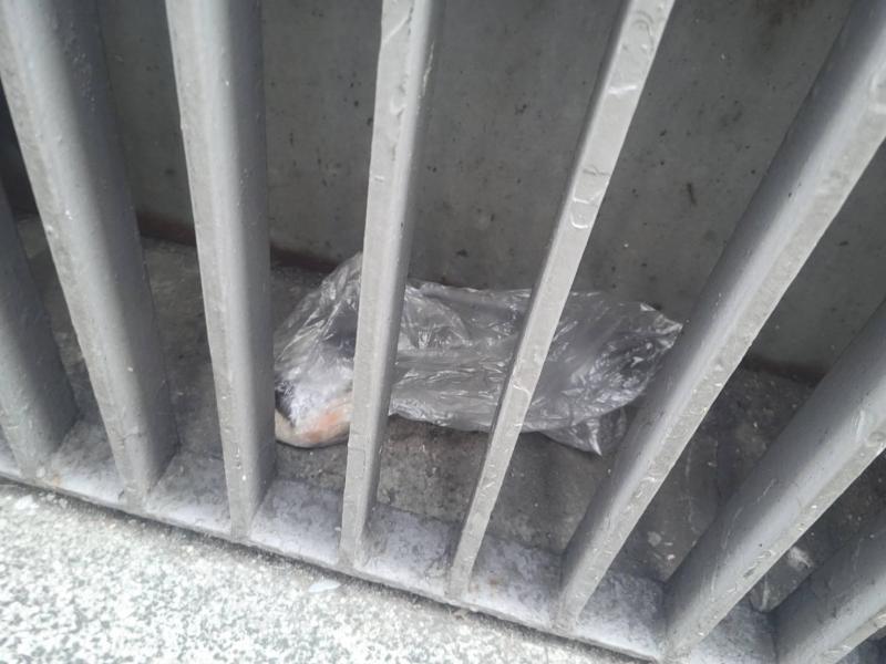 ごみぜろそうじ2021！画像