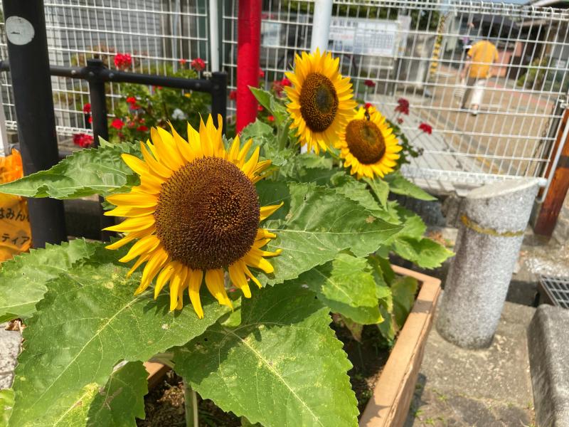 ７月最後のごみ拾い画像