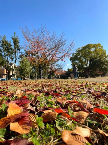 紅葉と青い空と緑のビブスと画像