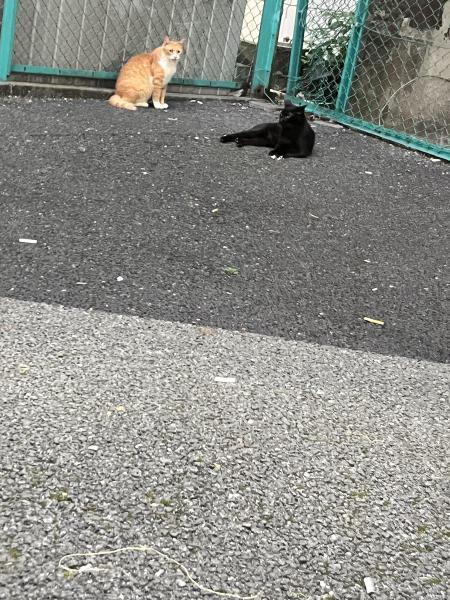 池袋学生限定そうじ画像