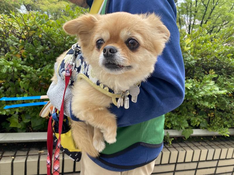 前日の雨風で、濡れたゴミひろい画像