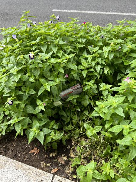 渋谷OEC_vol.2画像