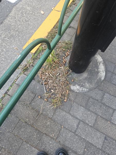 みてみて！どんぐり！！画像