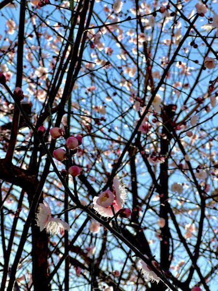 春の訪れを感じる水曜そうじ画像