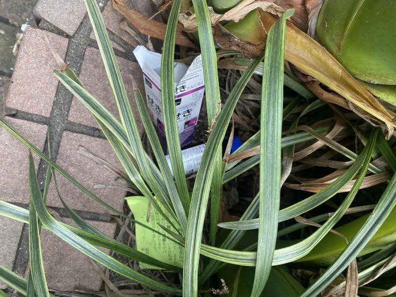 3週間ぶりに徳を積みました☆朝そうじ画像