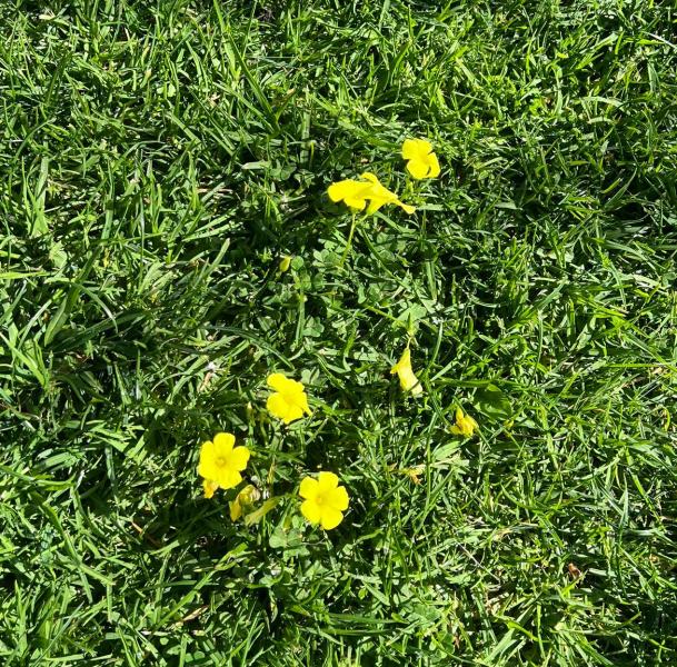 今年4回目のお掃除日！画像