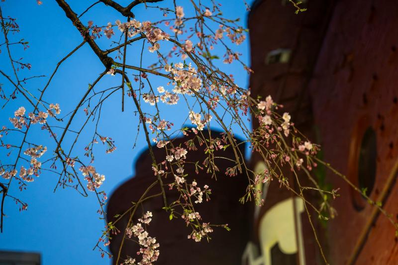 4月2日歌舞伎町お掃除画像