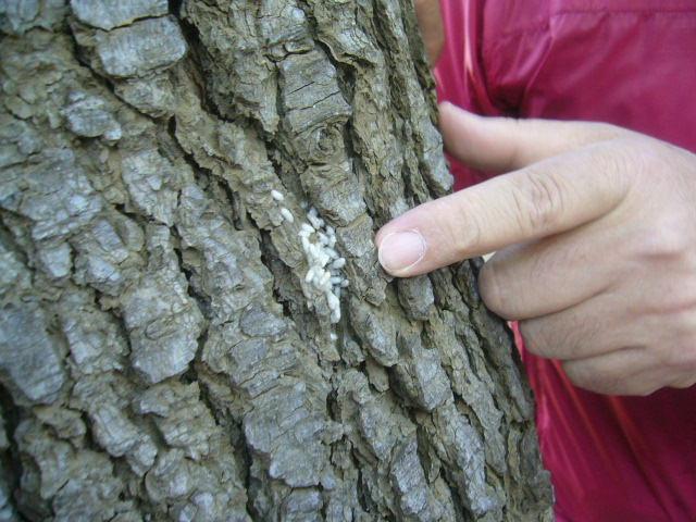 IID GREEN DAY 世田谷公園をおそうじしました！画像