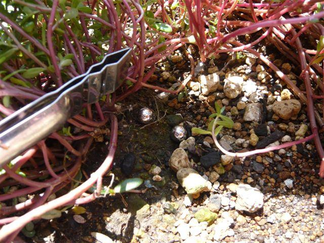 タクシー協会コラボ掃除に参加しました☆　画像