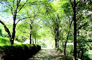 太宰府・環境フェスタに参加します画像