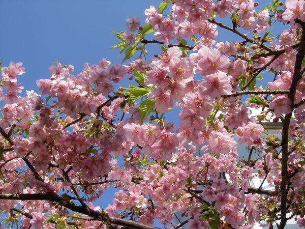 ラグビー日本選手権大会決勝戦コラボそうじレポート画像