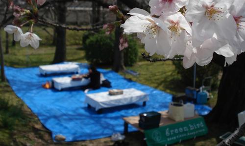 福岡・毎年恒例のお花見大宴会画像