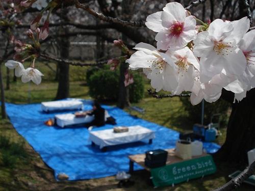 福岡チームお花見卒業式は中止です画像