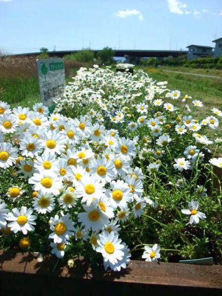 地域の庭を作ってみないか！画像