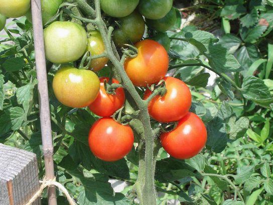 『神戸アミュゼ』&times;『greenbird picnic』画像