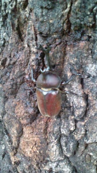 gb南信州 7・8月のスケジュール：夏を遊ぶよ〜画像