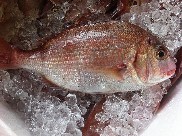 ≪11/24（土）長浜鮮魚市場&rsquo;ｓクッキング≫参加者募集!!画像