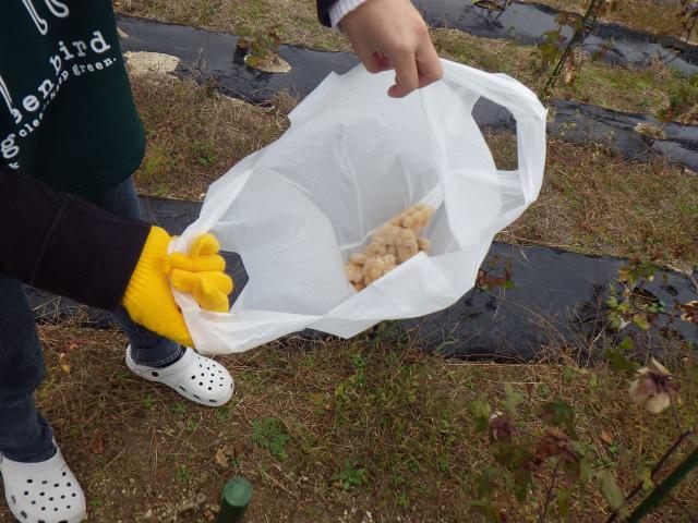 【12/15 受付終了！】今年最後の活動です。いわきオーガニックコットンプロジェクト画像