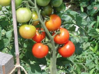 神戸アミュゼコラボそうじ遊び画像