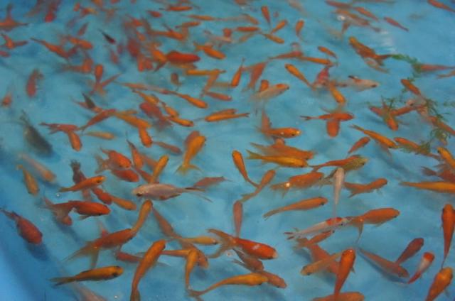 食べたり飲んだり踊ったり盆おどり！！画像