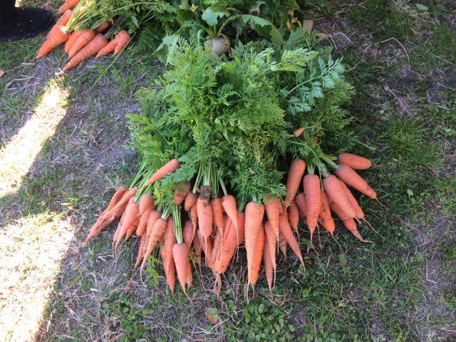 【受付終了】12/21 復興支援活動＆耕作放棄地プロジェクト画像