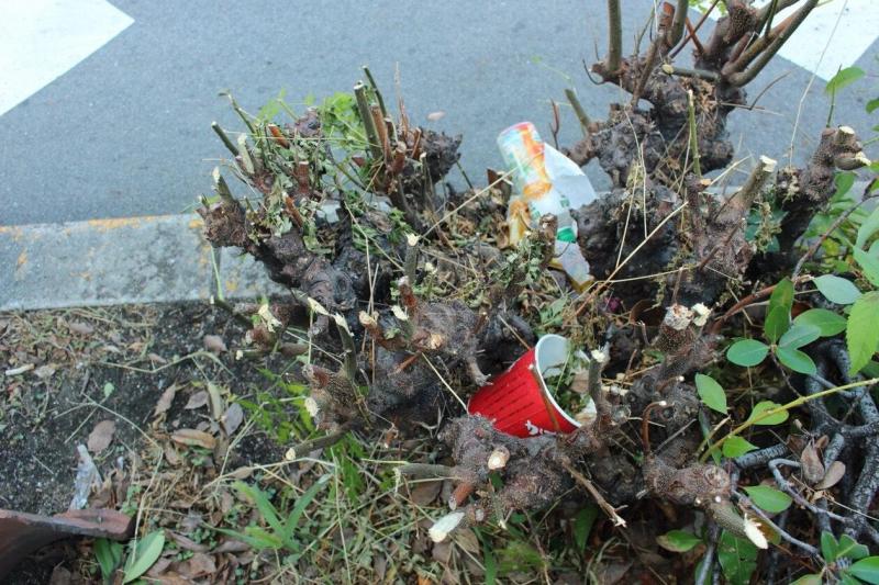 【大阪狭山】★12月のお掃除予定★画像